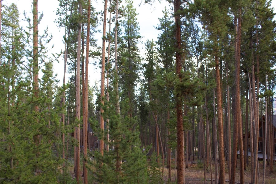 Lodgepole pines around the retreat house in Fraser